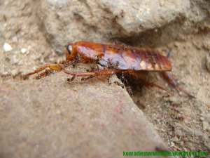 Martwy karaluch (ale nie ten sam). I wszędobylskie mróweczki